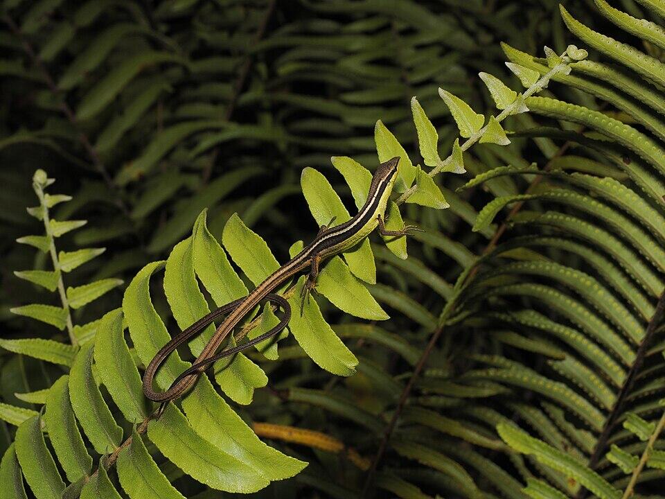 Hewan-hewan Unik Khas Indonesia yang Jarang Orang Tahu! PART 16