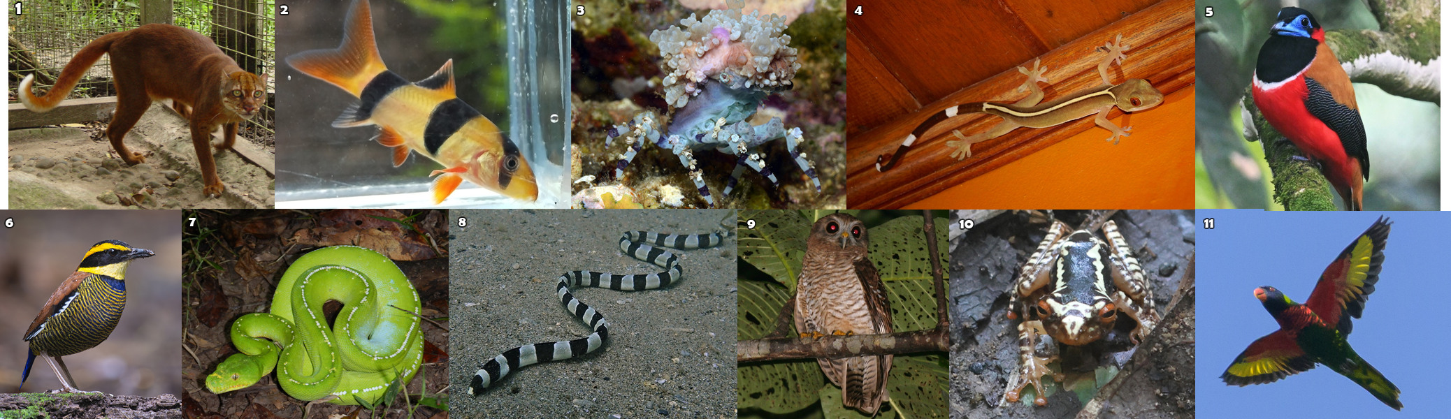 Hewan-hewan Unik Khas Indonesia yang Jarang Orang Tahu! PART 16