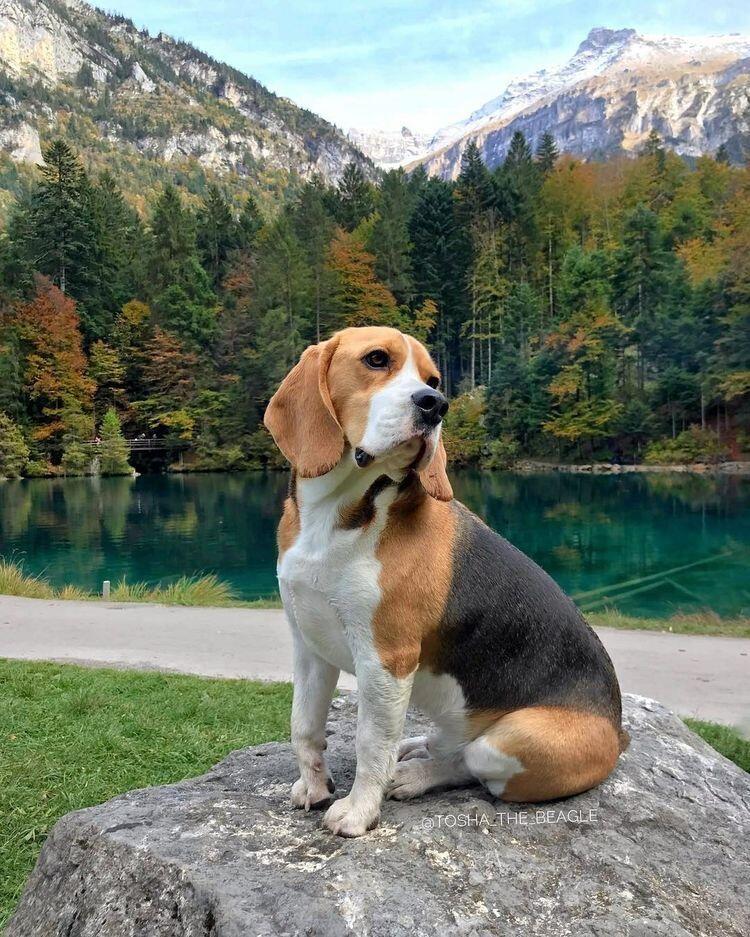Karakter Anjing Beagle: Ramah, Aktif, dan Cerdas