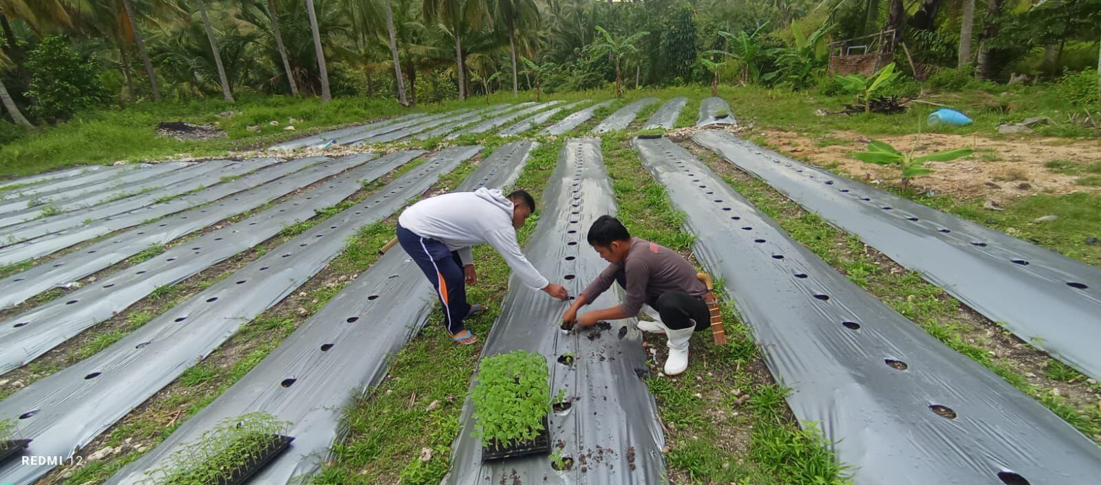 Optimalkan Lahan SAE Tarukkung, Rutan Majene Tanam 733 Bibit Tomat