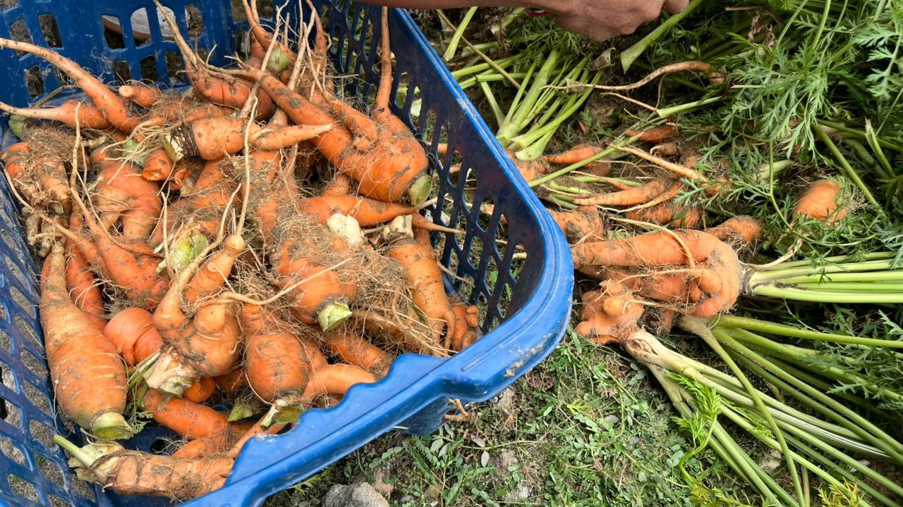 Rutan Majene Panen Sebanyak 5 Kg Wortel di Area Branggang