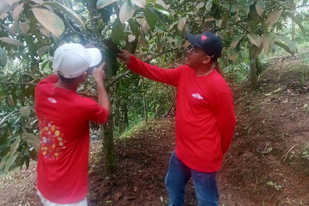 Dari Kebun Manggis ke Supermarket Eropa, Ini Keunggulan Indonesia Ketimbang Tetangga
