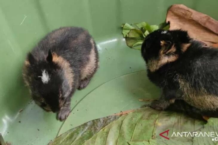 Hewan-hewan Mamalia Khas Indonesia yang Jarang Orang Tahu! PART III