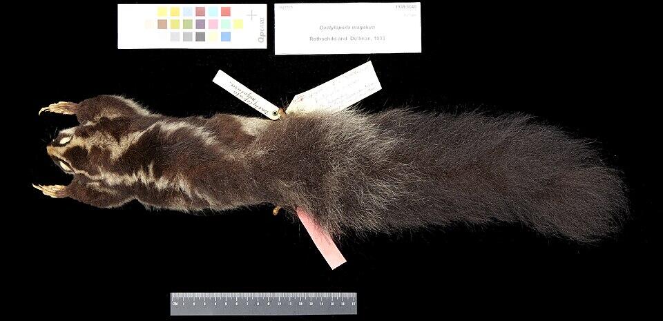 Hewan-hewan Mamalia Khas Indonesia yang Jarang Orang Tahu!! PART IV