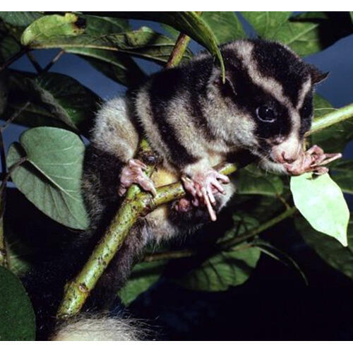 Hewan-hewan Mamalia Khas Indonesia yang Jarang Orang Tahu!! PART IV