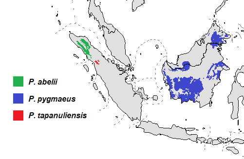 Hewan-hewan Mamalia Khas Indonesia yang Jarang Orang Tahu!! PART IV