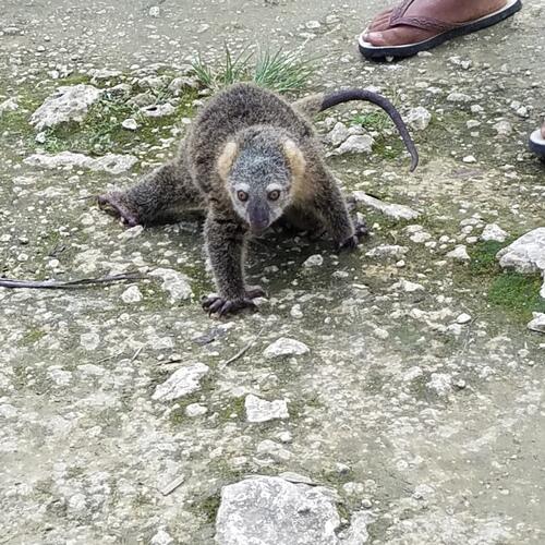 Hewan-hewan Mamalia Khas Indonesia yang Jarang Orang Tahu!! PART IV