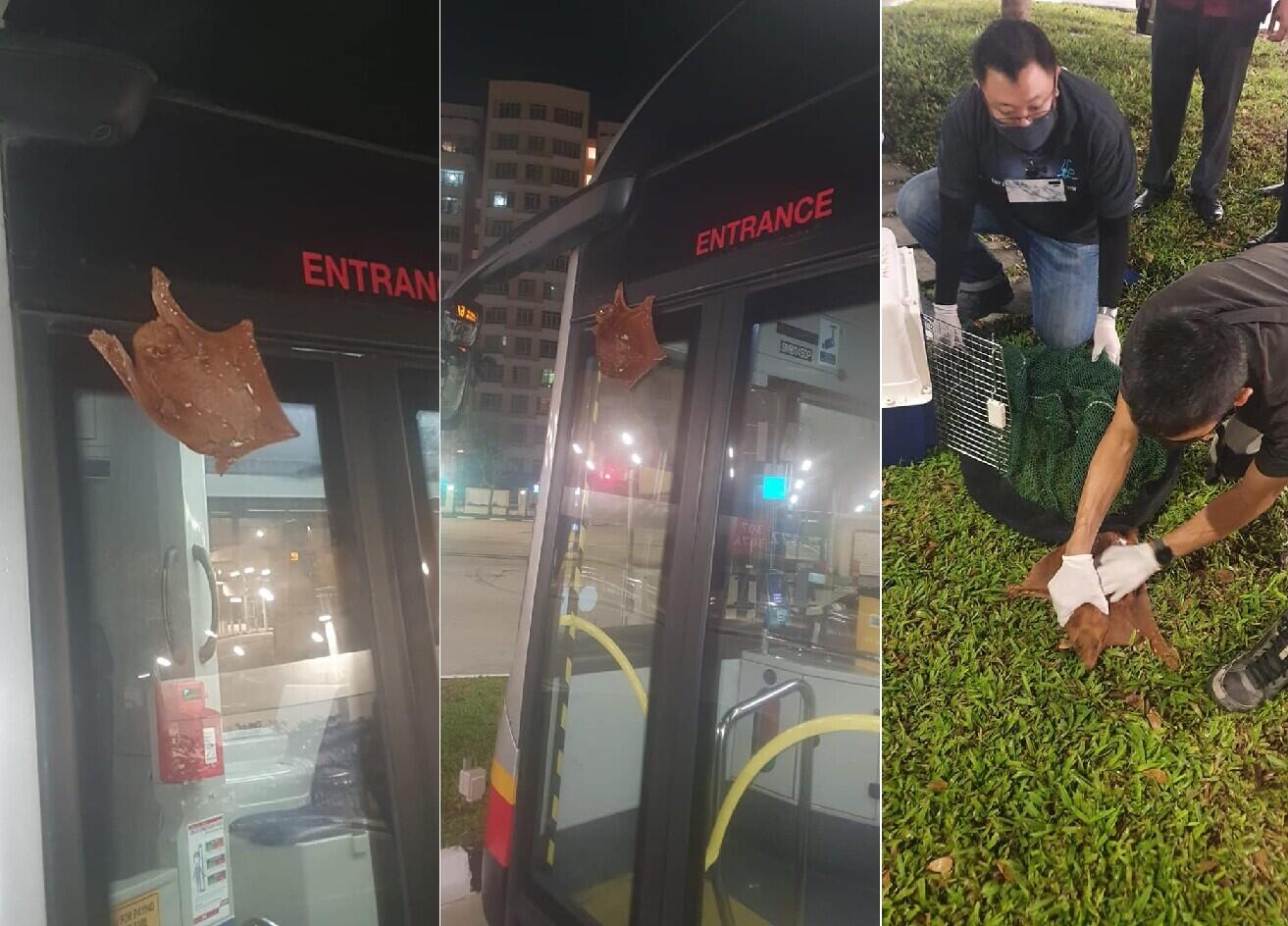 Hewan-hewan Mamalia Khas Indonesia yang Jarang Orang Tahu!! PART IV