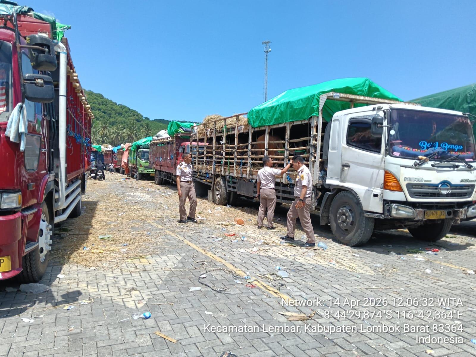 🔥 VIRAL! Pengiriman Ternak NTB Dibilang Kacau Jelang Iduladha... Ini Faktanya! 🐄