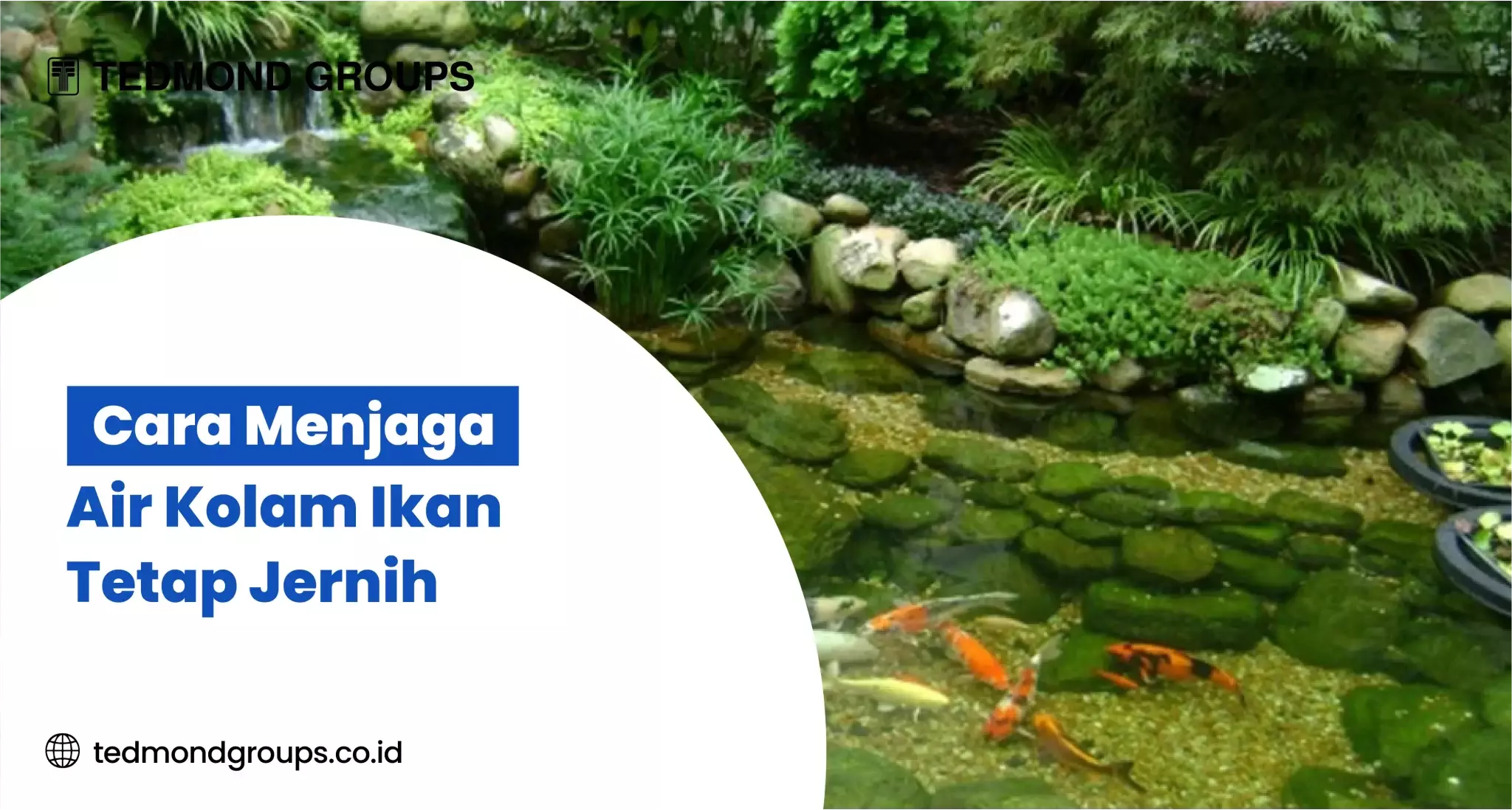 Cara Menjaga Air Kolam Ikan Tetap Jernih