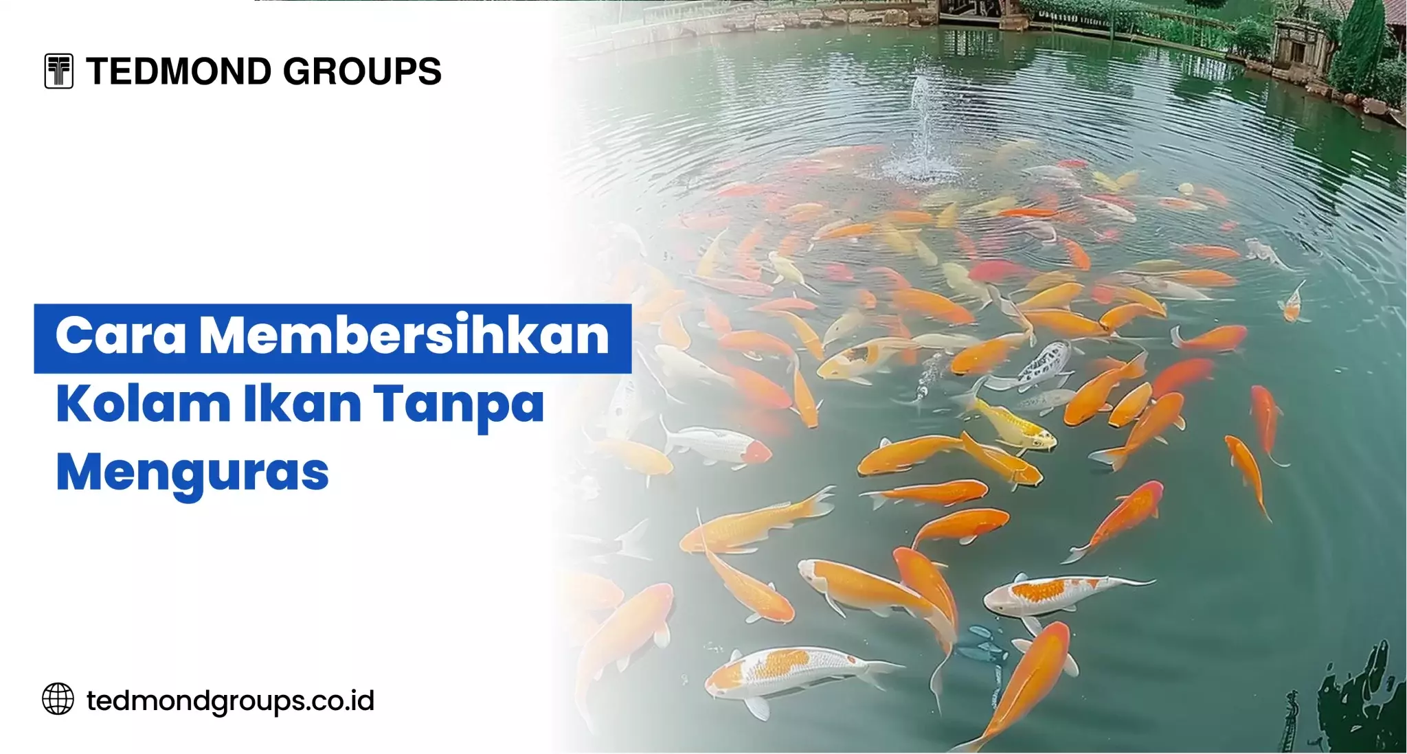 Cara Membersihkan Kolam Ikan Tanpa Menguras