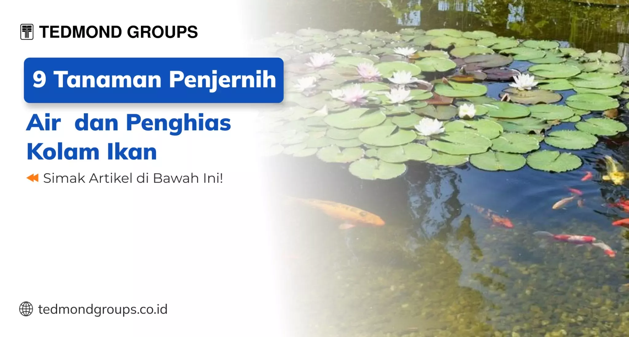 9 Tanaman Penjernih Air dan Penghias Kolam Ikan