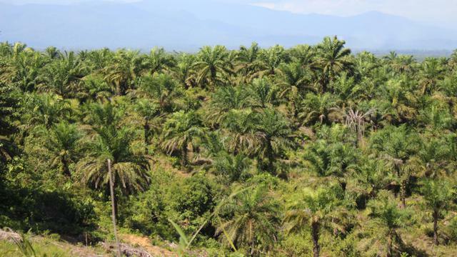 Jadi Produsen Terbesar Dunia, Produksi Minyak Sawit Indonesia Capai 53,6 Juta Ton