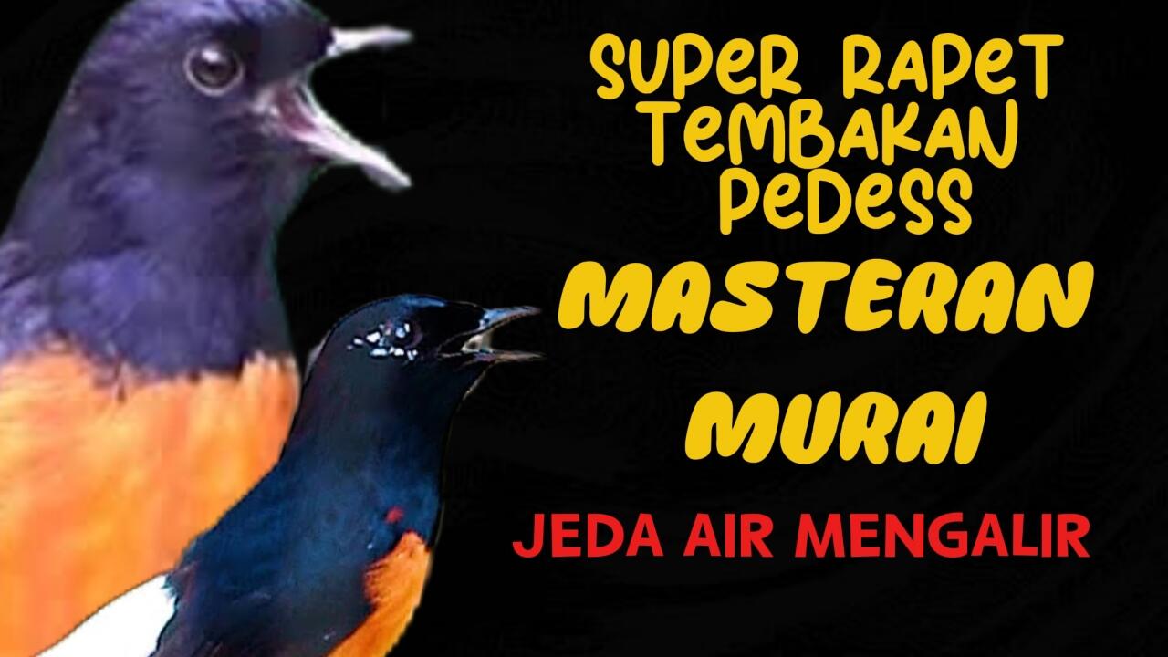 Masteran Murai Full Tembakan Rapet
