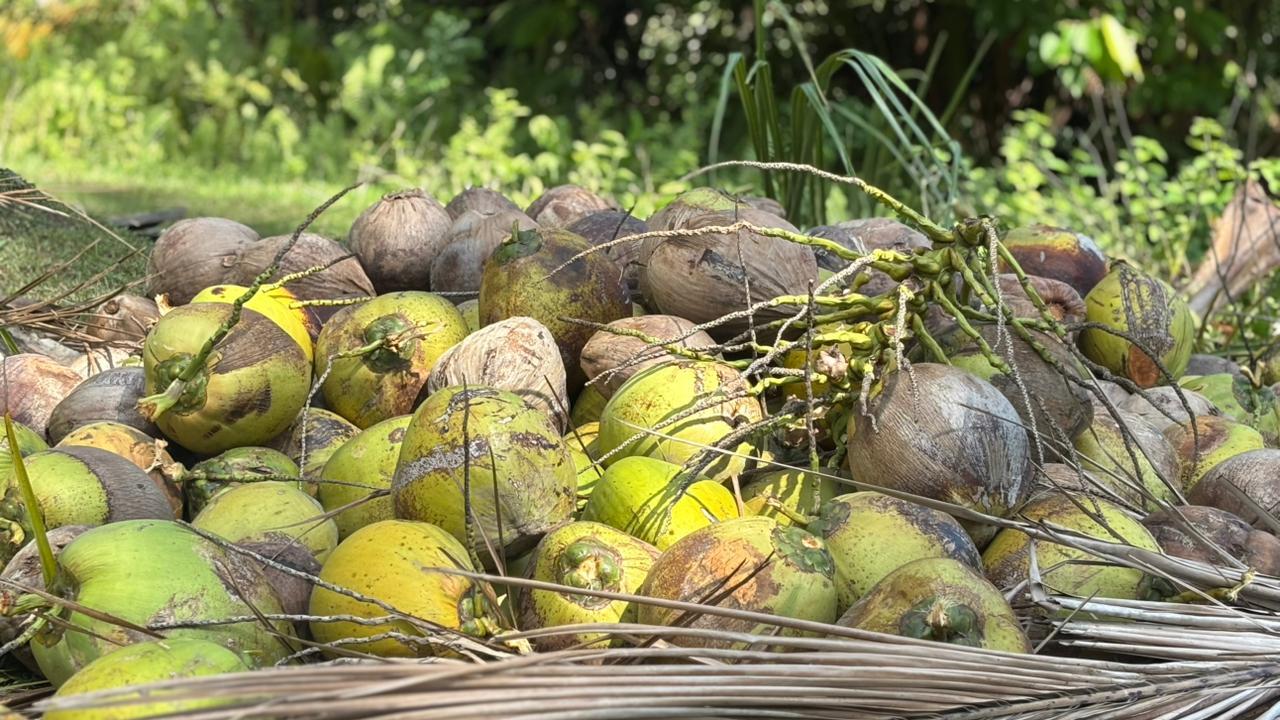 Panen 2.800 Kelapa, Rutan Majene Tingkatkan Keterampilan Produktif Warga Binaan