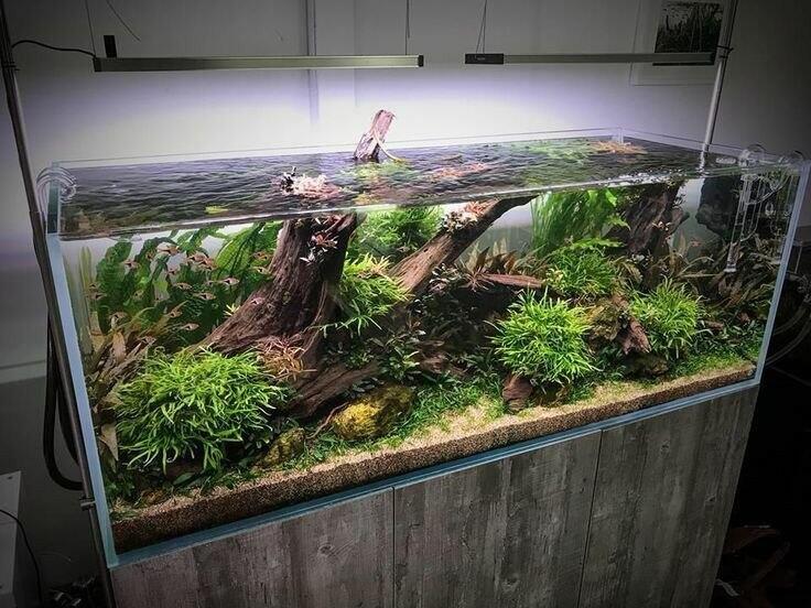 Pembuatan Aquascape Profesional : Hadirkan Keindahan Alam di Dalam Ruangan