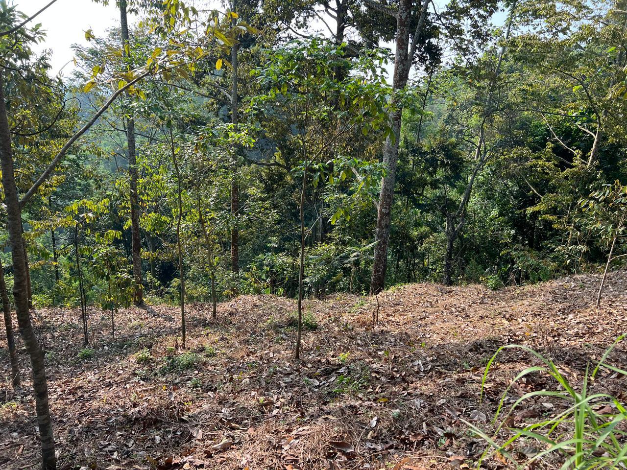 Kebun Durian 4800m&sup2; Kawasan Wisata Karanganyar 