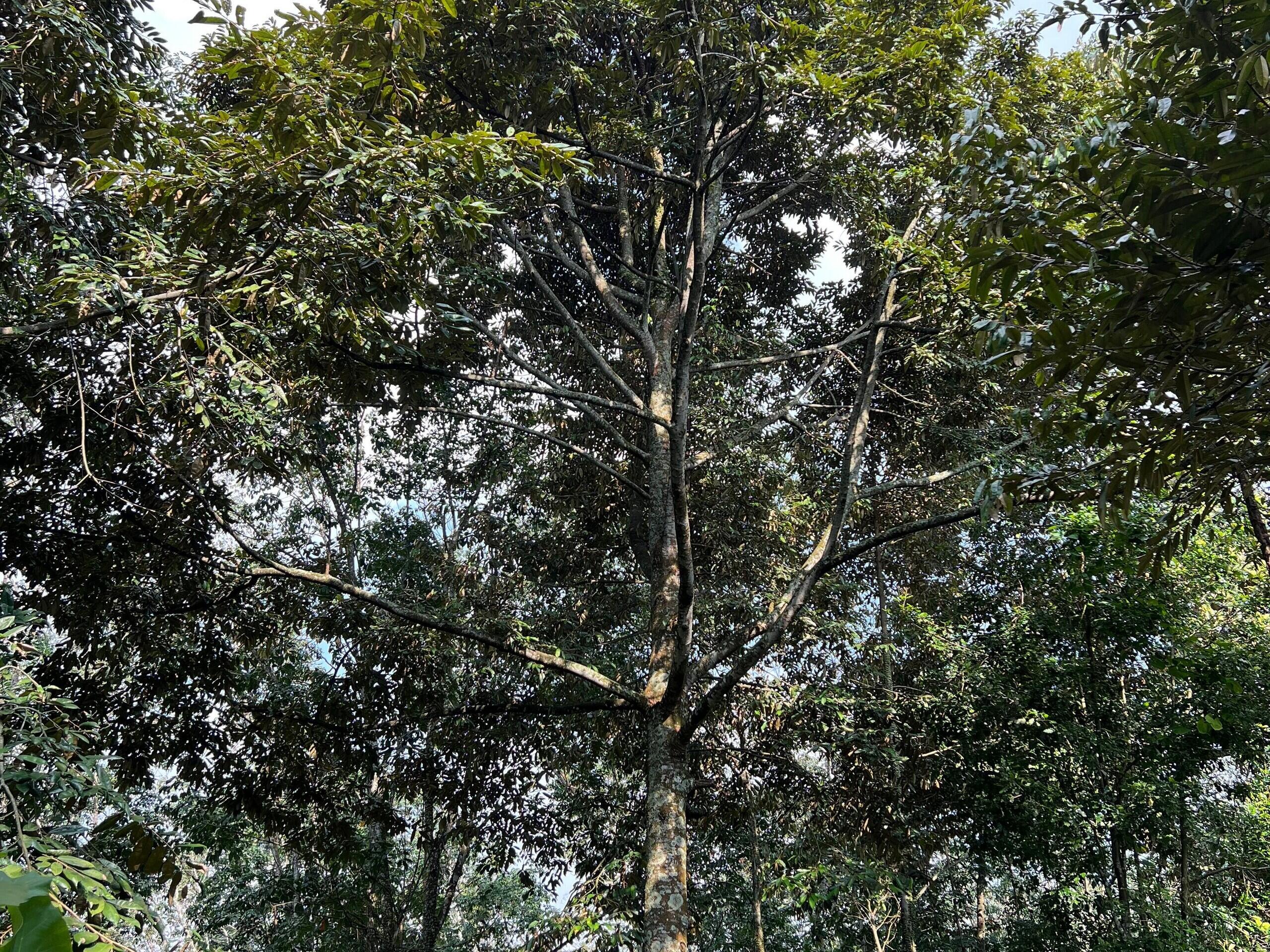 Kebun Durian 2400m&sup2; Siap Buah Karanganyar 