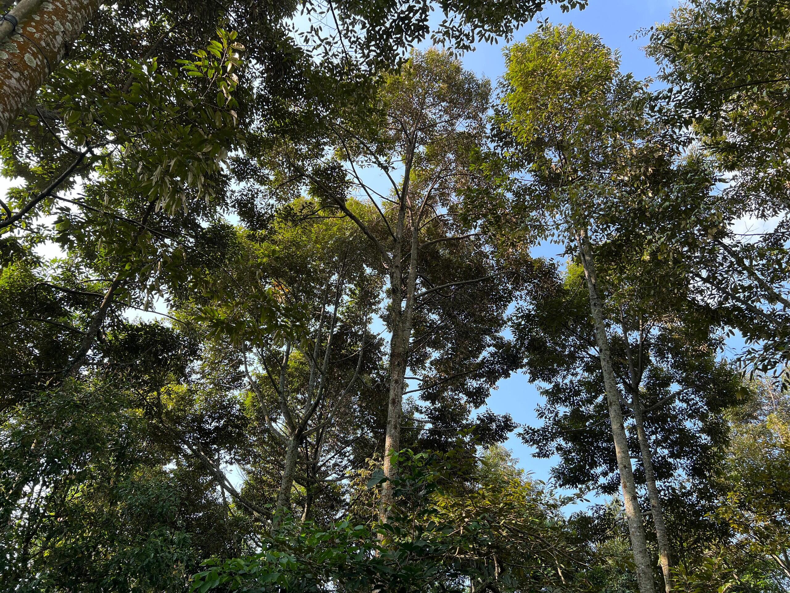 Kebun Durian 2400m&sup2; Siap Buah Karanganyar 