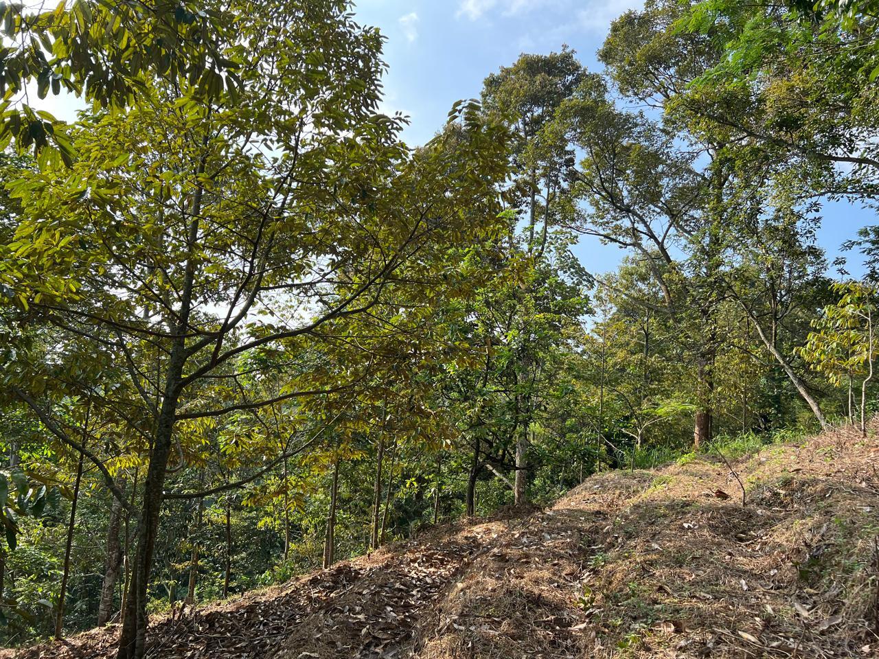 Kebun Durian 4800m&sup2; Kawasan Wisata Karanganyar 