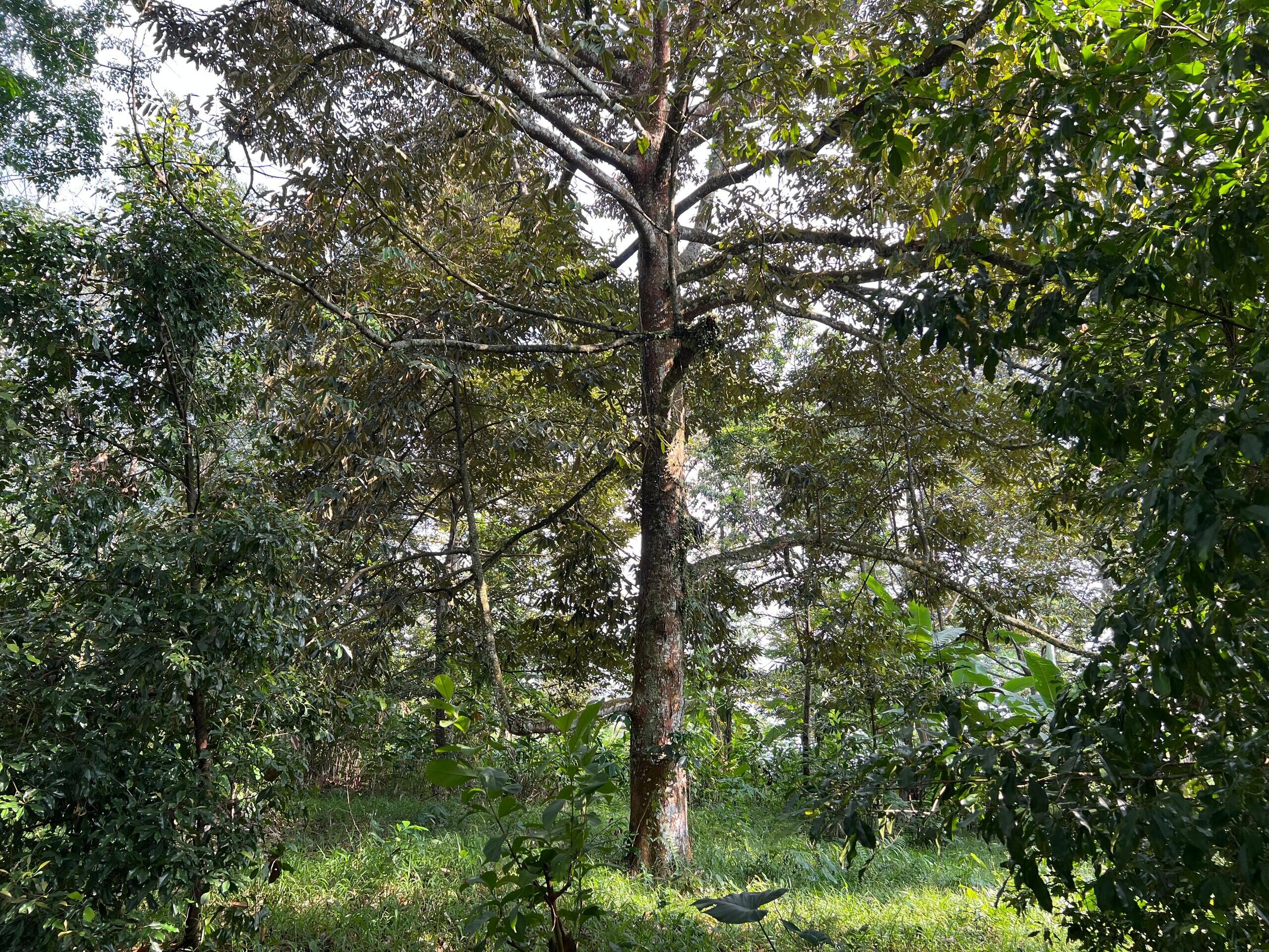 Kebun Durian 2400m&sup2; Siap Buah Karanganyar 