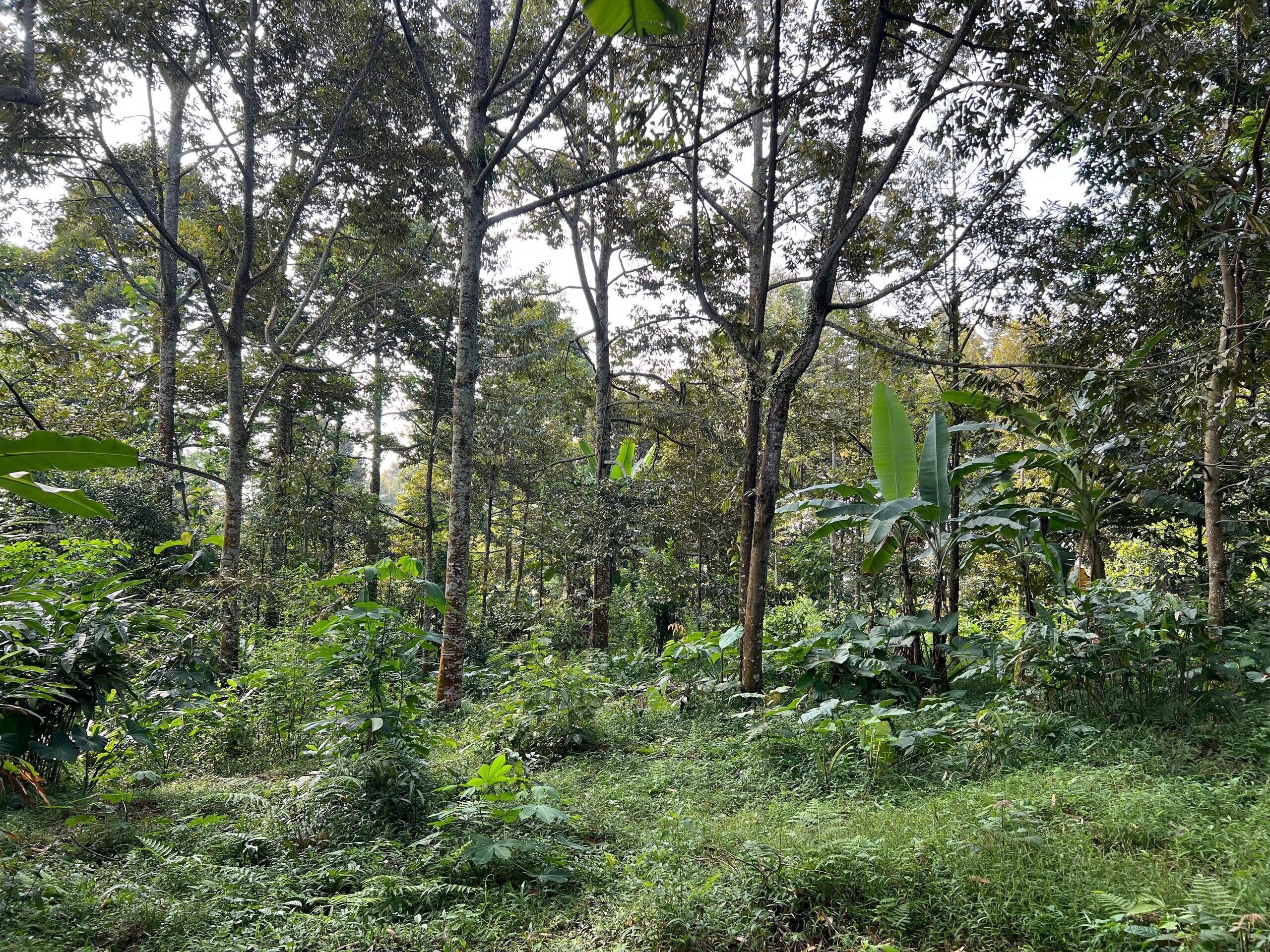 Kebun Durian 2400m&sup2; Siap Buah Karanganyar 