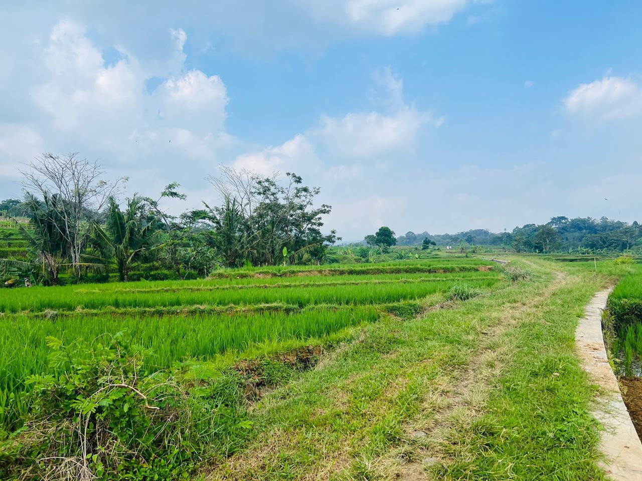 Tanah Subur 1050m&sup2; Irigasi Mudah Karanganyar 