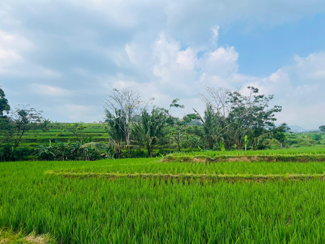 Tanah Subur 1050m&sup2; Irigasi Mudah Karanganyar 
