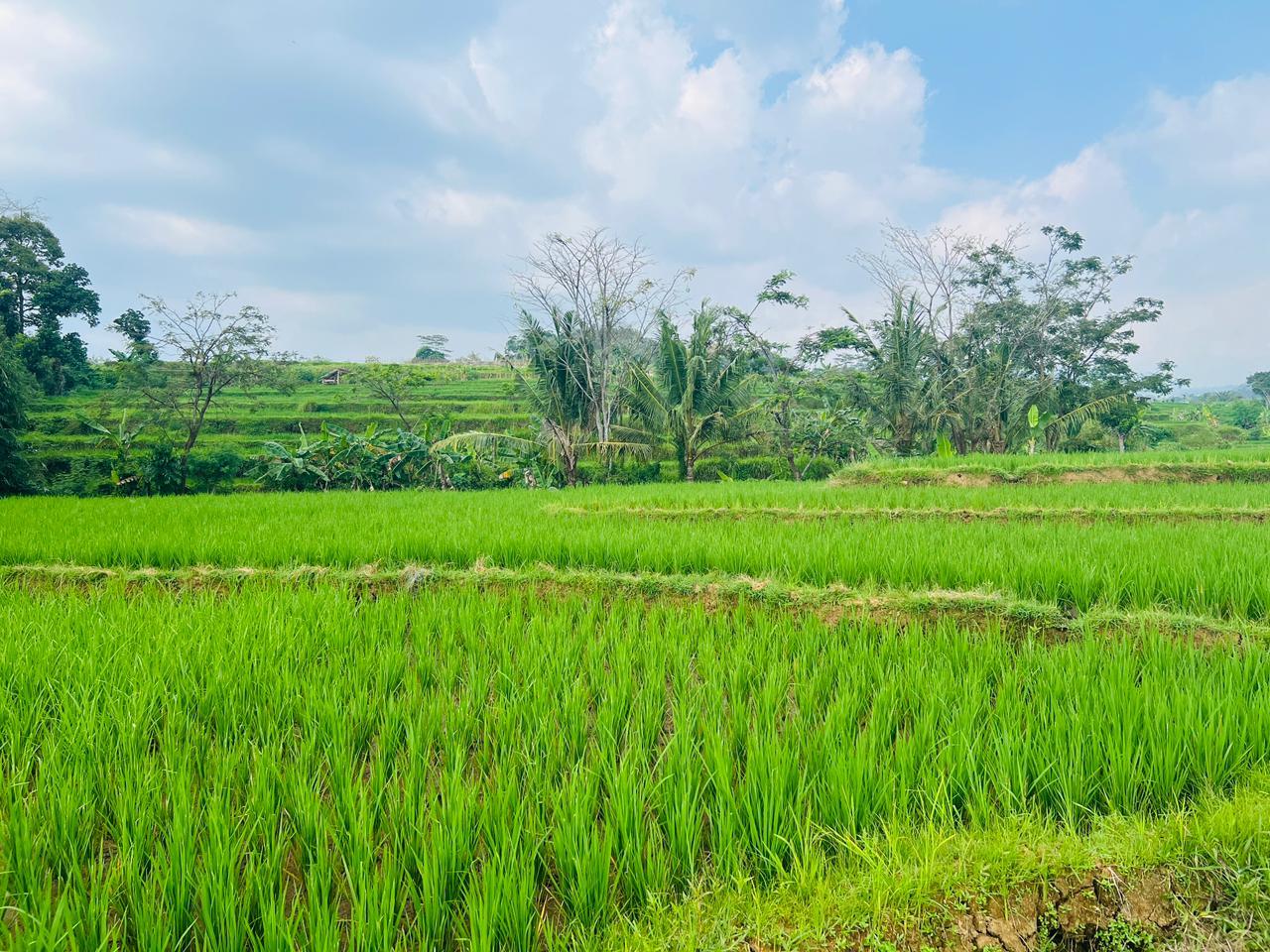 Tanah Subur 1050m&sup2; Irigasi Mudah Karanganyar 