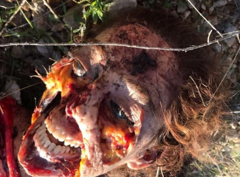 [MURDER] Gadis Cantik Dibunbun terus di maem Anjing 