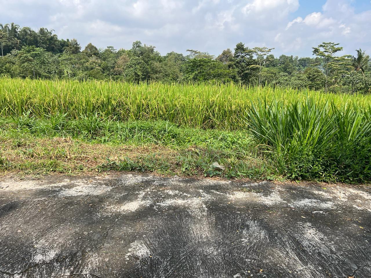 Tanah 1600m&sup2; Barat Pasar Karangpandan