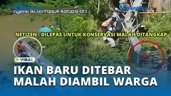 VIDEO - Viral! Ikan Baru Ditebar Langsung Diserbu Warga Sebelum Masuk Sungai