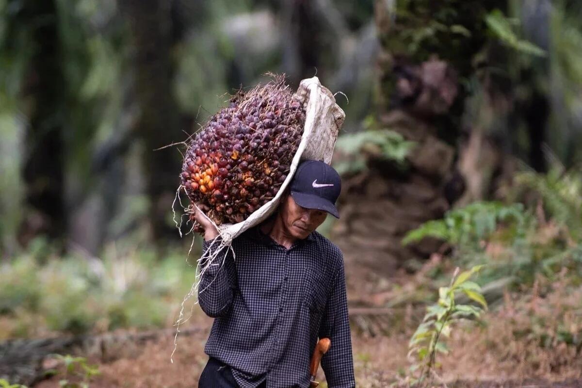 Risiko gangguan terhadap pasokan batu bara dan minyak sawit dari Indonesia.