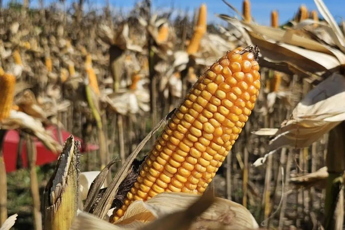 Indonesia Ekspor 100 Ton Jagung Bengkayang ke Malaysia