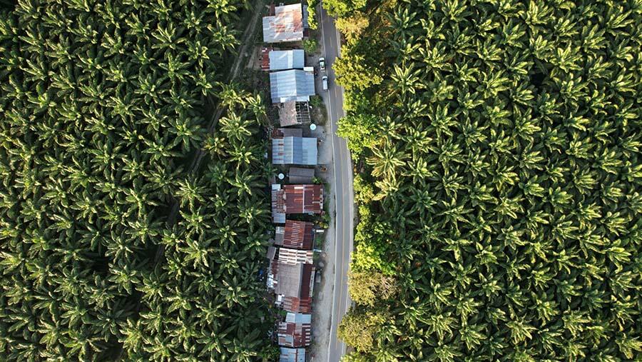 Terungkap, Ratusan Pabrik Beli Sawit Petani di Bawah Harga Acuan