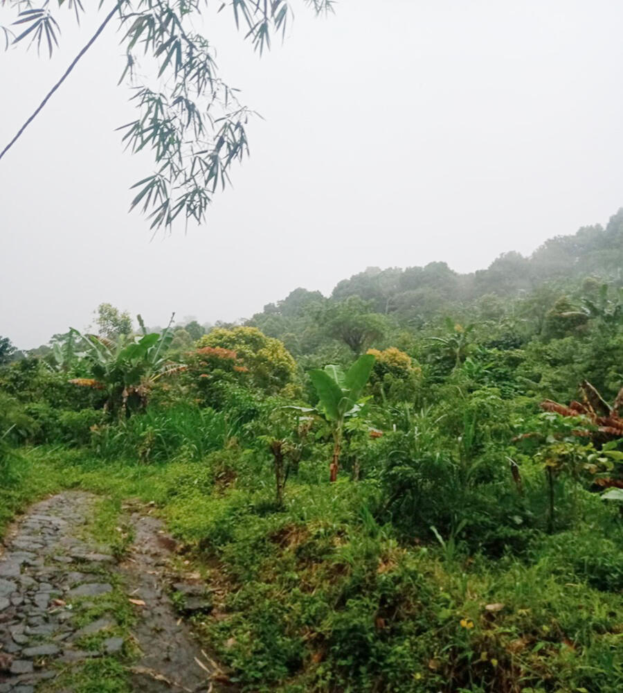 Dijual Cepat Tanah Perkebunan 30.000 m2 di Buleleng Bali Dekat Tempat Wisata