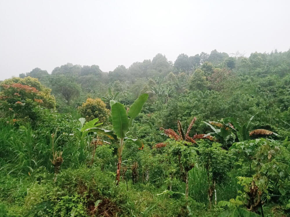 Dijual Cepat Tanah Perkebunan 30.000 m2 di Buleleng Bali Dekat Tempat Wisata