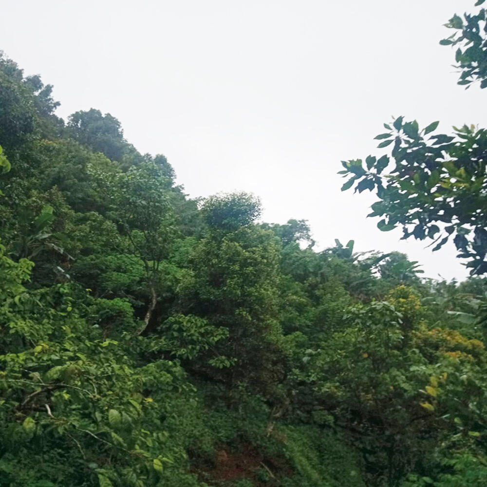 Dijual Cepat Tanah Perkebunan 30.000 m2 di Buleleng Bali Dekat Tempat Wisata