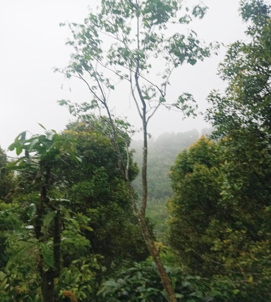 Dijual Cepat Tanah Perkebunan 30.000 m2 di Buleleng Bali Dekat Tempat Wisata