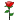 rose: