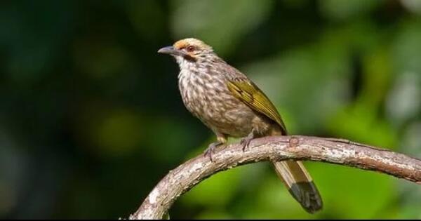 5 Jenis Burung Kicau Ini Bisa Jadi Investasi Mahal Agan Minat