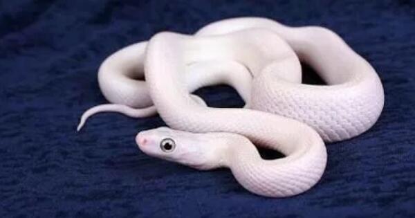 Сон беременной змея. Фото белых змей. Приснилась змея беременной: к чему снится змея беременной девушке.