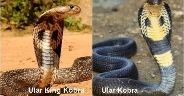 Perbedaan Ular Kobra dengan King Kobra | KASKUS