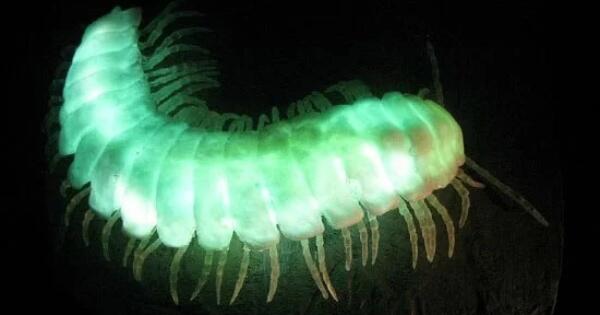 10 Spesies Darat Yang Dapat Bercahaya Page 6 Kaskus