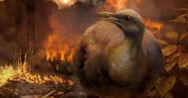 Burung Harus Belajar Terbang Lagi Setelah Meteor Menghantam Bumi