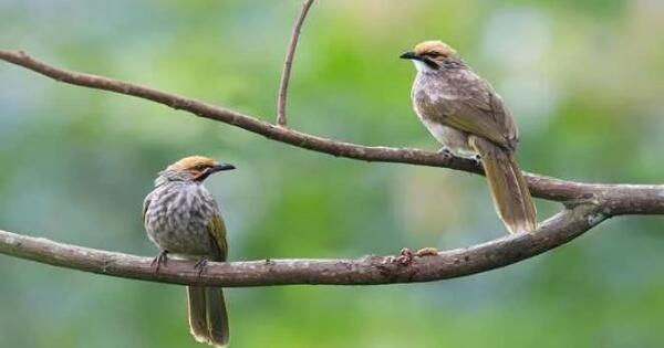 47++ Burung dara termahal di indonesia terbaru