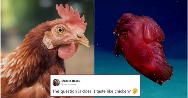 Strippers Taste Like Chicken