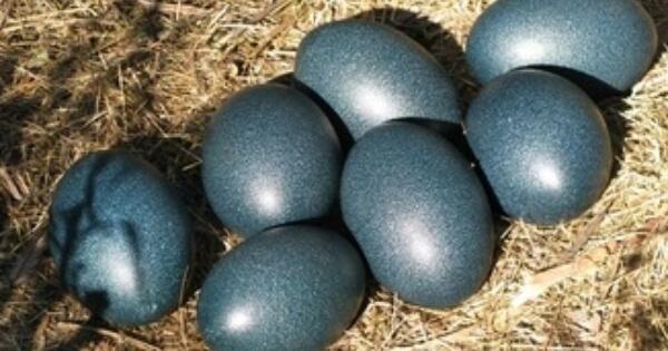 5 Telur Yang Sering Dimakan Oleh Manusia Selain Telur Ayam Dan