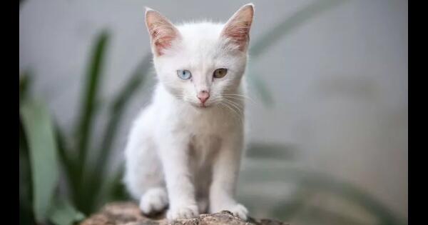  Cara  Menyembuhkan Selaput  Putih  Pada  Mata  Kucing Terkait 