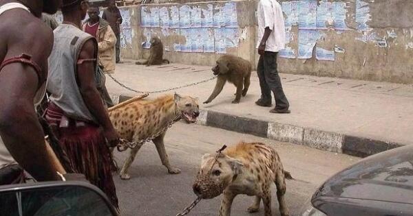 Bukan Anjing Atau Kucing  Tapi Hewan  Liar Ini Sebagai  Hewan  